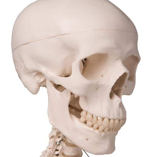 human skull model front