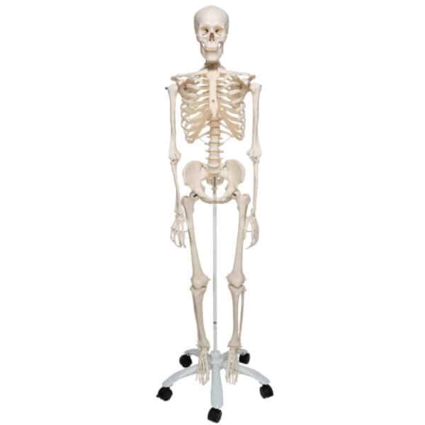 front of human skeleton model on stand