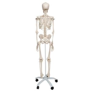 back of human skeleton model on stand
