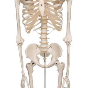 human skeleton front of spine and ribs model
