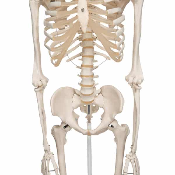 human skeleton front of spine and ribs model