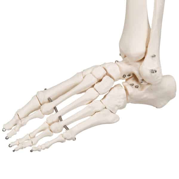 human skeleton foot model